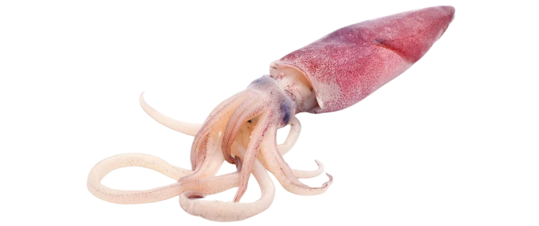 Cumi-cumi Beku